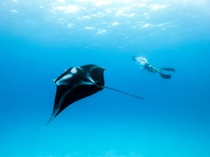 snorkeling with Manta
