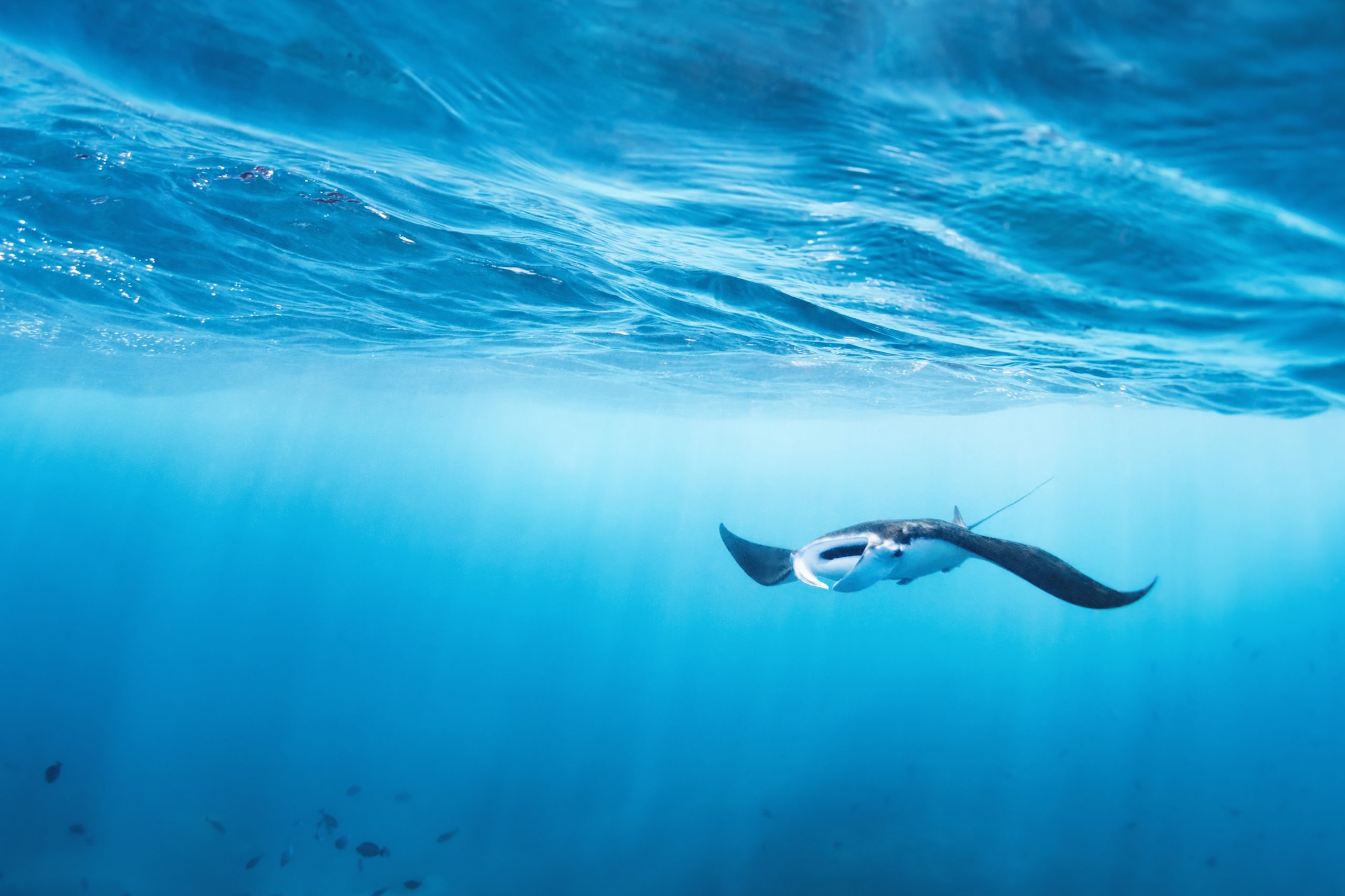 Nusa Penida Snorkeling Tour