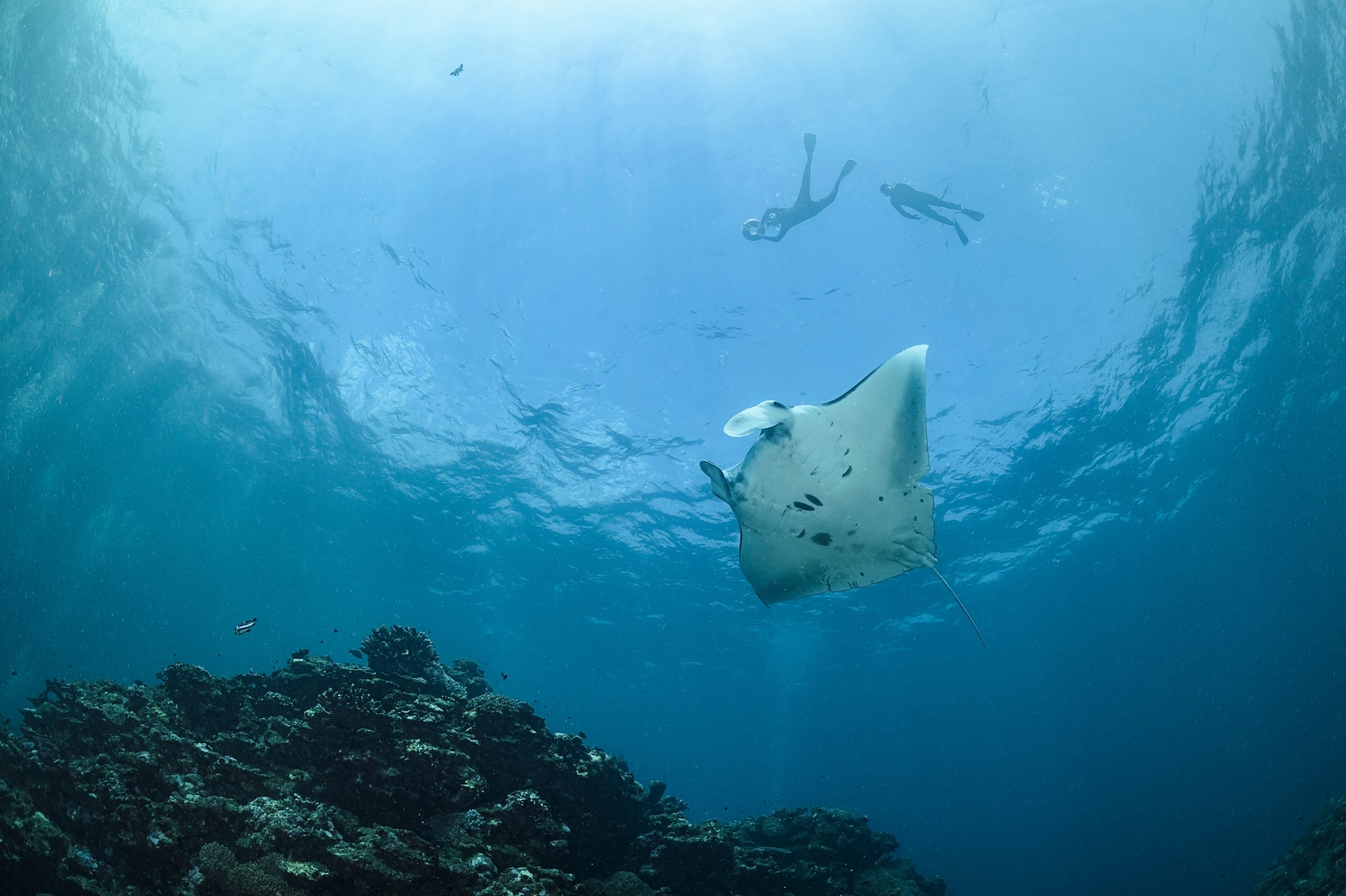 Snorkeling – Manta Point